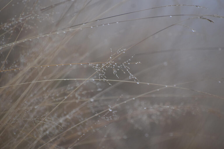 gras im nebel