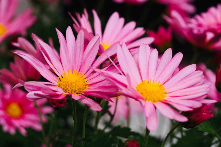 blume