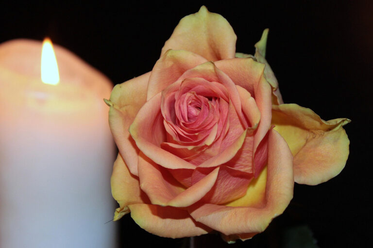 rose