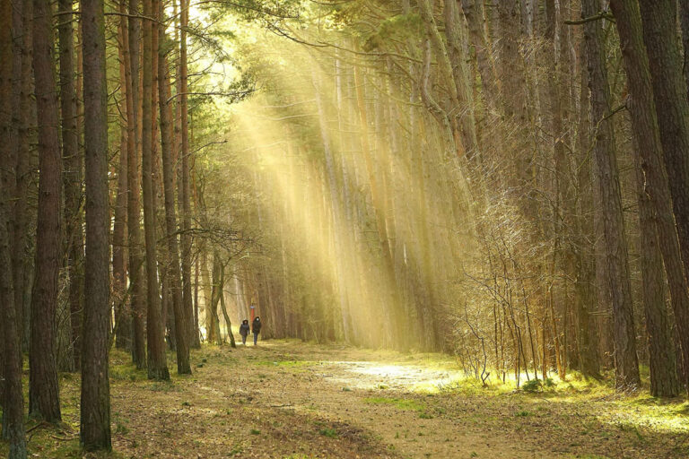 spaziergang wald