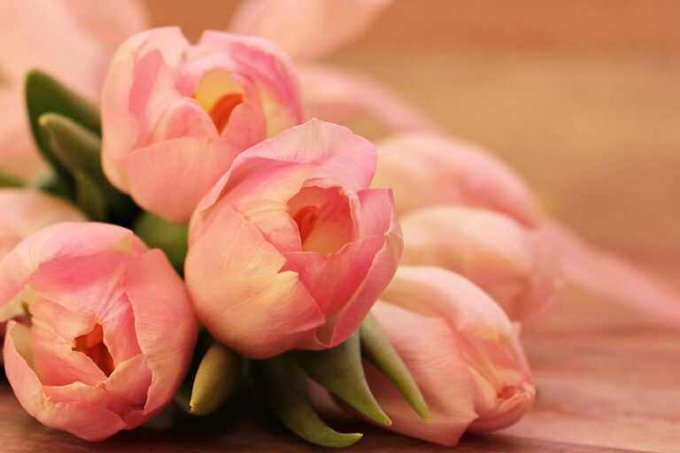 tulpen
