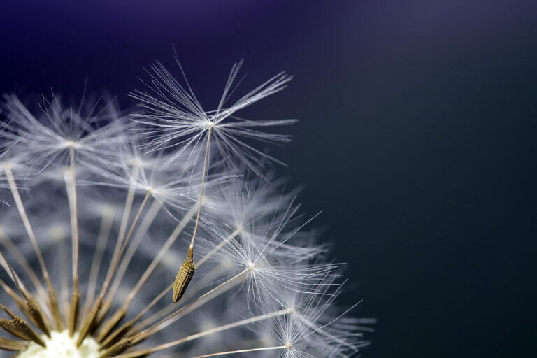 heungsoon flower